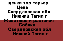 щенки тор терьер  › Цена ­ 7 000 - Свердловская обл., Нижний Тагил г. Животные и растения » Собаки   . Свердловская обл.,Нижний Тагил г.